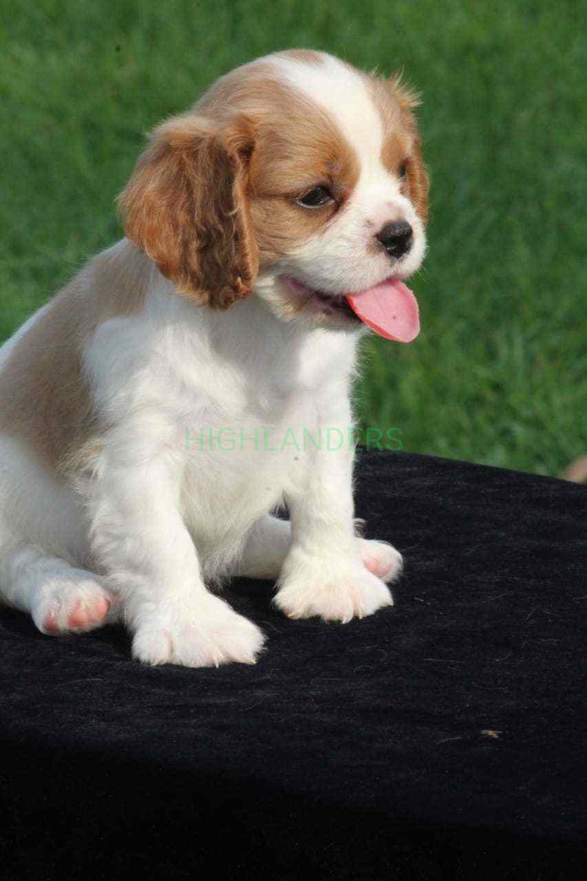 Cavalier King Charles Spaniel For Sale In Coimbatore