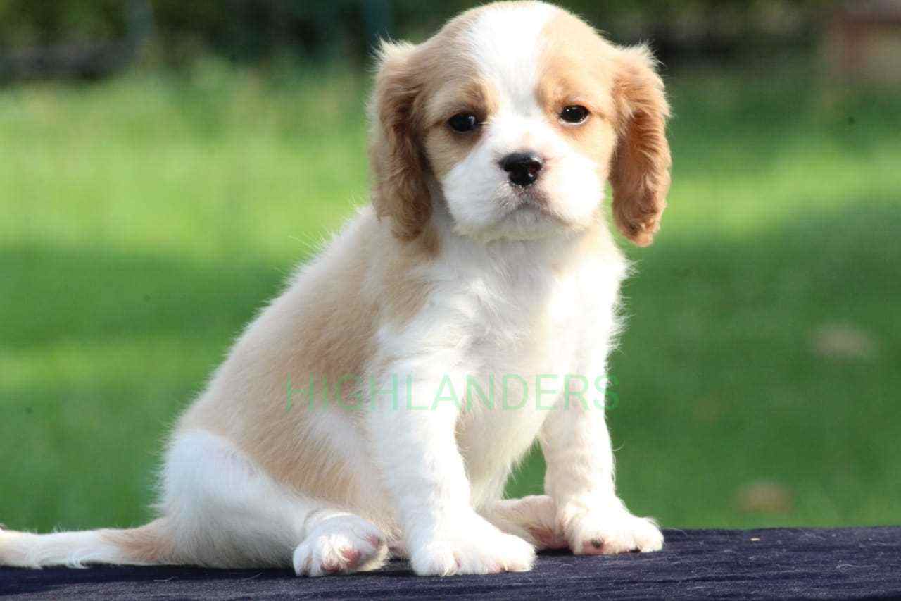 Cavalier King Charles Spaniel For Sale In Coimbatore