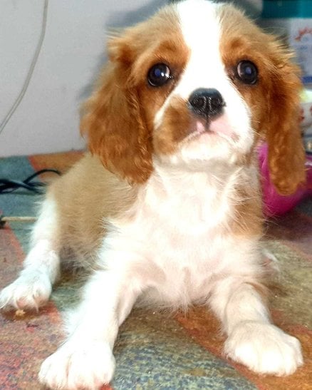 Cavalier King Charles Spaniel For Sale In Coimbatore