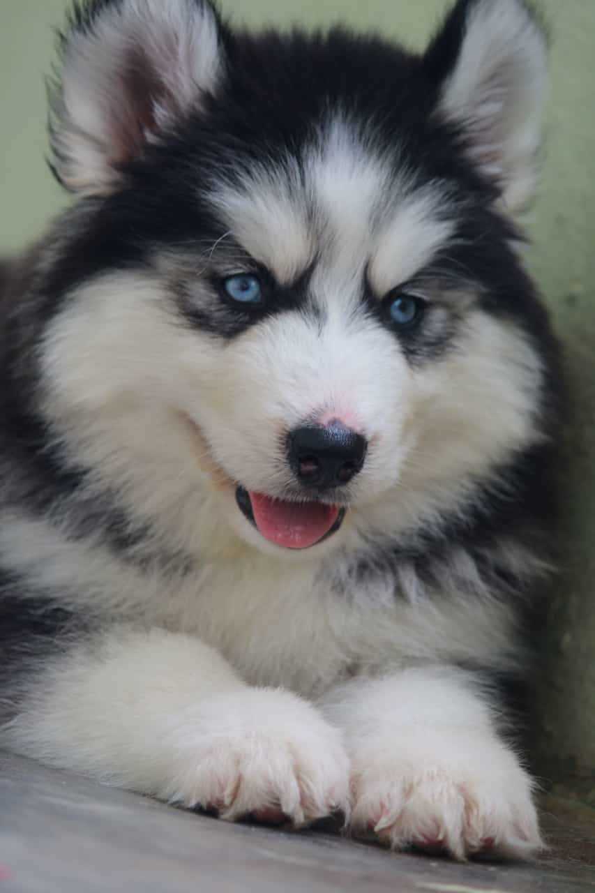 Siberian Husky For Sale In Ahmedabad