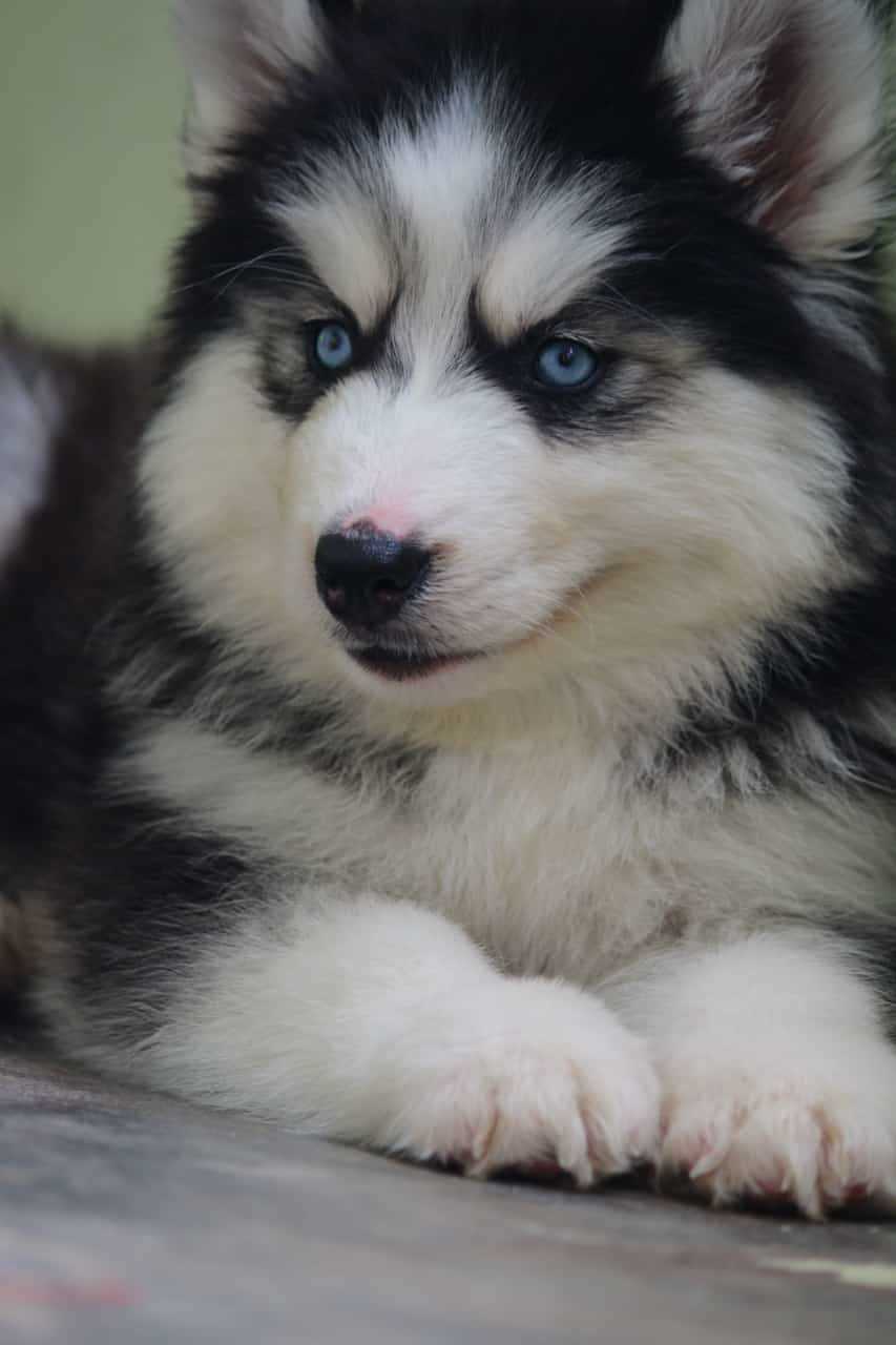 Siberian Husky For Sale In Shimla