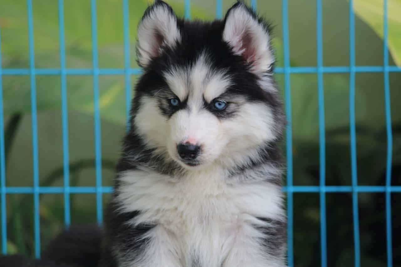 Siberian Husky For Sale In Visakhapatnam