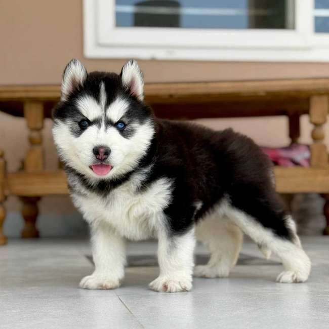 Siberian Husky For Sale In Vadodara