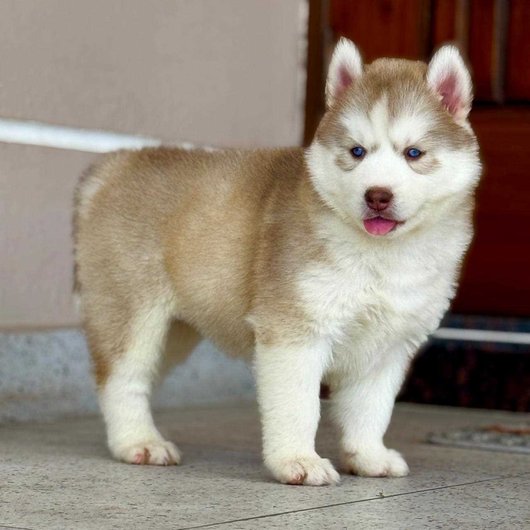 Siberian Husky For Sale In Thiruvananthapuram