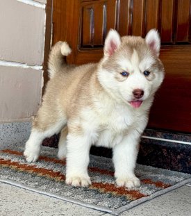 Siberian Husky For Sale In Rohtak