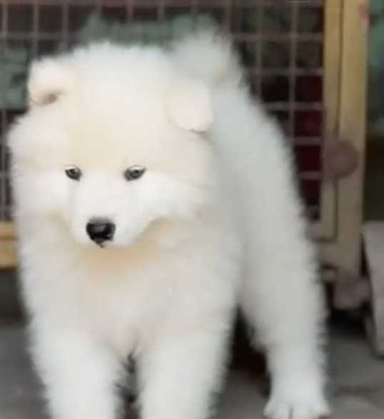 Samoyed For Sale In Jaipur