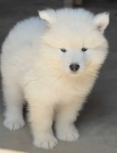 Samoyed For Sale In Jaipur
