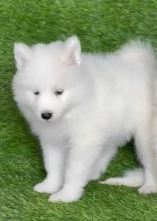 Samoyed For Sale In Hyderabad