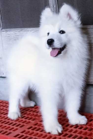 Samoyed For Sale In Hyderabad