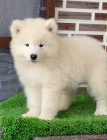 Samoyed For Sale In Ahmedabad