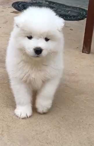 Samoyed For Sale In Ahmedabad