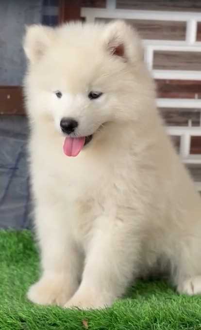 Samoyed For Sale In Gurgaon