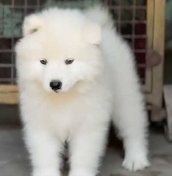 Samoyed For Sale In Gurgaon