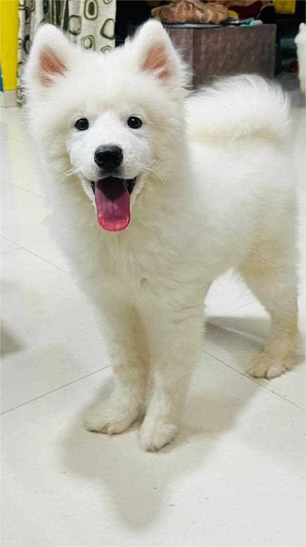 Samoyed For Sale In Bhopal