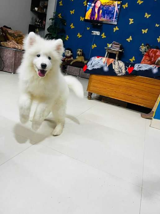 Samoyed For Sale In Bhopal