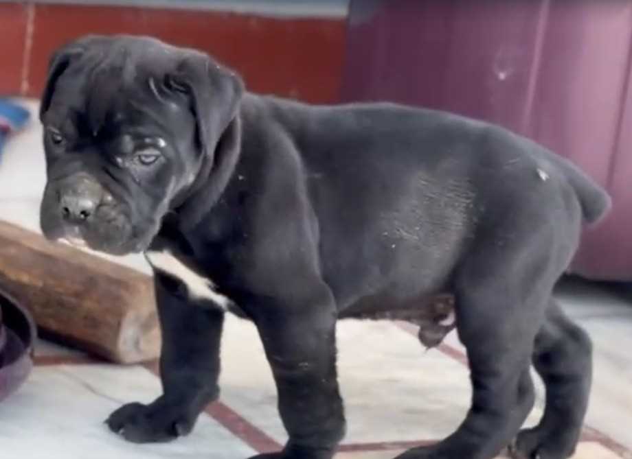 Cane Corso For Sale In Kolkata