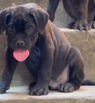 Cane Corso For Sale In Kolkata