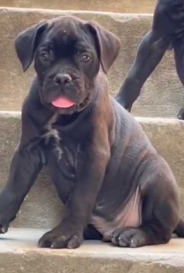 Cane Corso For Sale In Coimbatore
