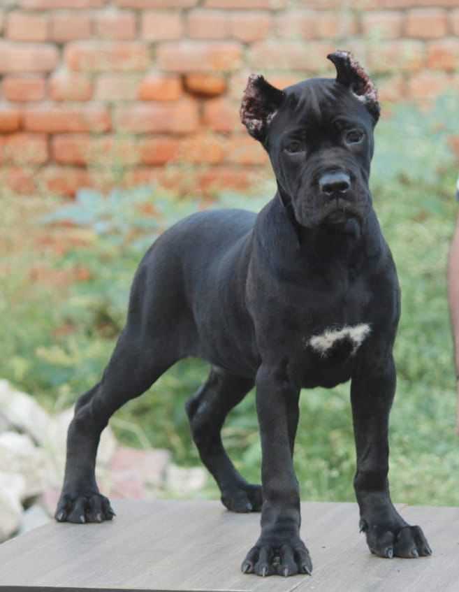 Cane Corso For Sale In Bhopal