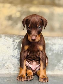 Doberman For Sale In Pune