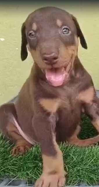 Doberman For Sale In Gurgaon