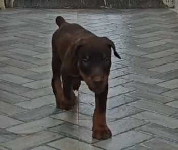 Doberman For Sale In Gurgaon