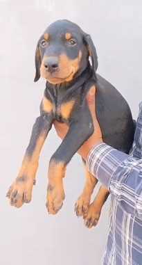 Doberman For Sale In Coimbatore