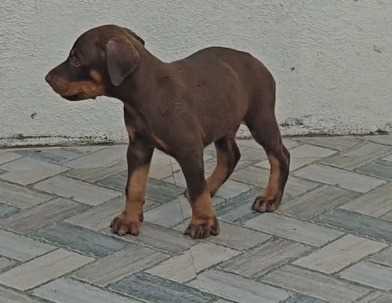 Doberman For Sale In Coimbatore