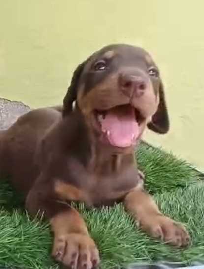 Doberman For Sale In Bhopal