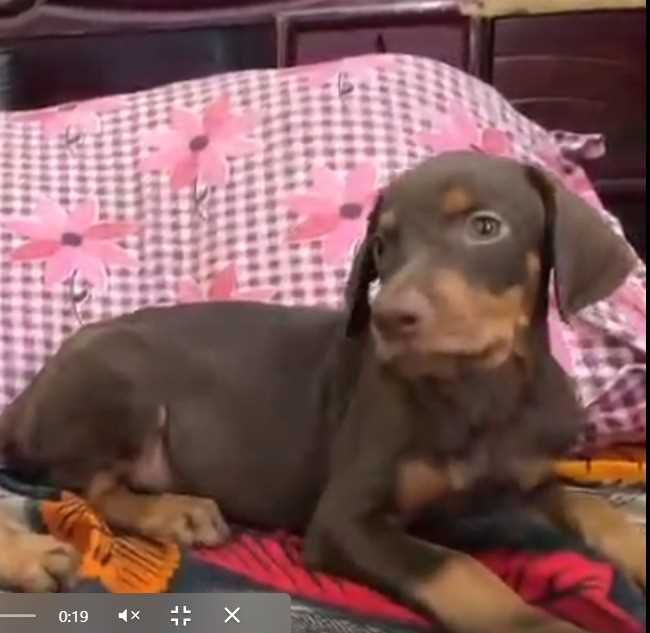 European Doberman For Sale In Pune
