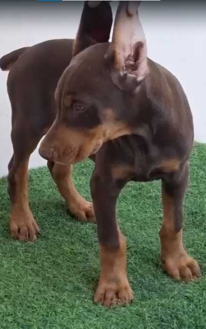 European Doberman For Sale In Coimbatore