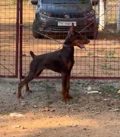 European Doberman For Sale In Bhopal