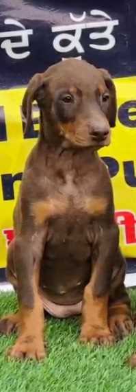European Doberman For Sale In Bhopal