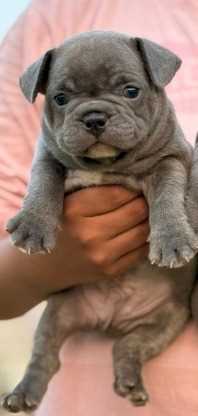 French Bulldog For Sale In Pune