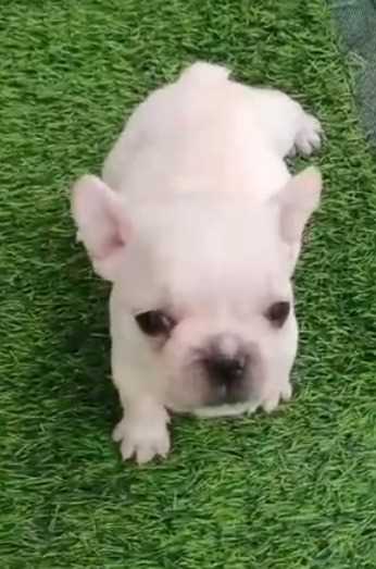 French Bulldog For Sale In Pune