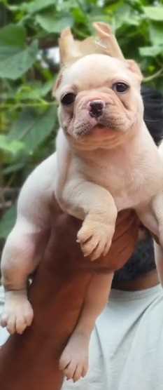 French Bulldog For Sale In Ahmedabad