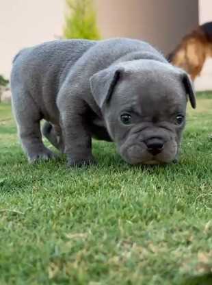 French Bulldog For Sale In Ahmedabad