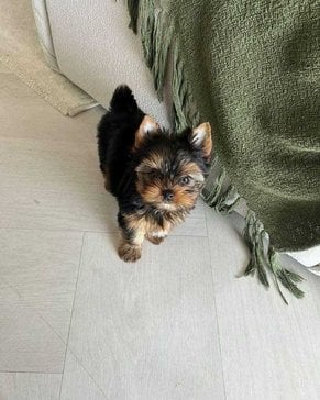 Yorkshire Terrier For Sale In Bhopal