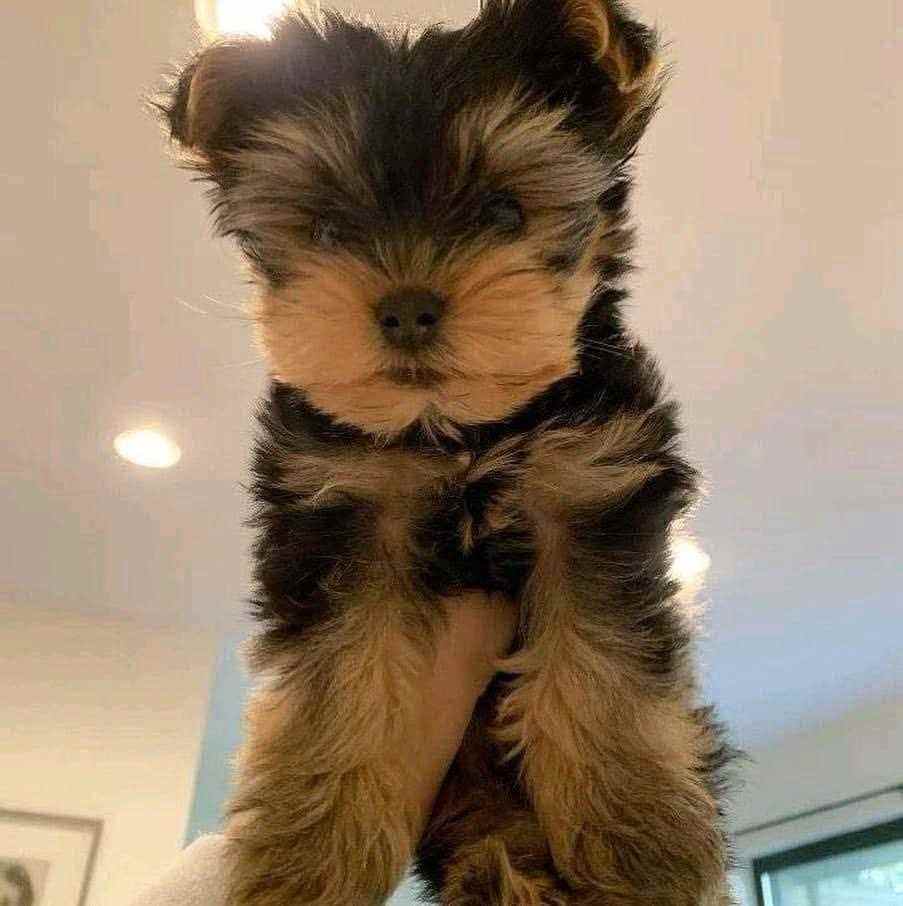 Yorkshire Terrier For Sale In Bhopal