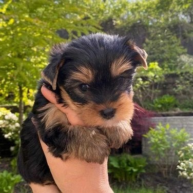 Yorkshire Terrier For Sale In Bhopal
