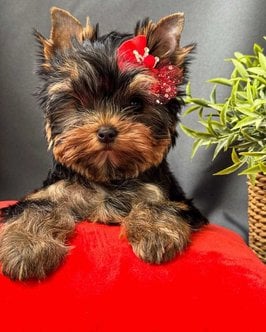 Yorkshire Terrier For Sale In Coimbatore