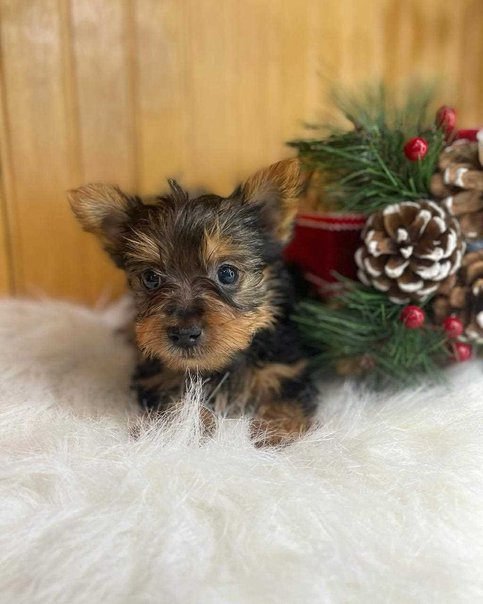 Yorkshire Terrier For Sale In Coimbatore