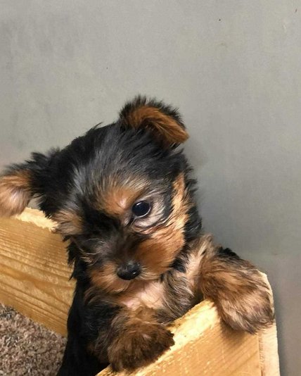 Yorkshire Terrier For Sale In Coimbatore