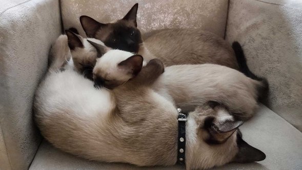 Siamese For Sale In Jaipur