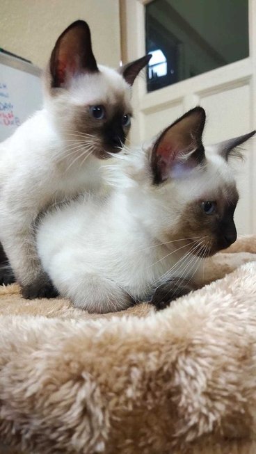 Siamese For Sale In Ahmedabad