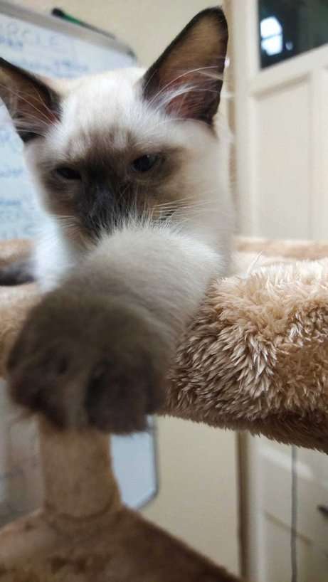 Siamese For Sale In Ahmedabad