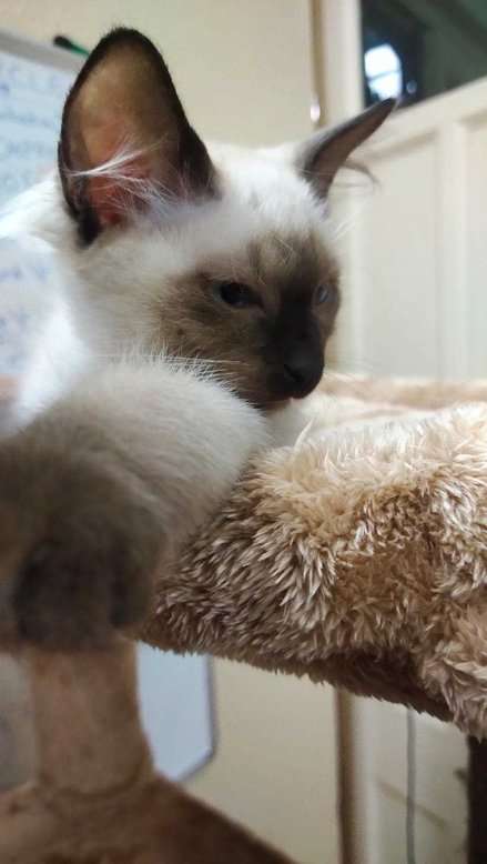 Siamese For Sale In Ahmedabad