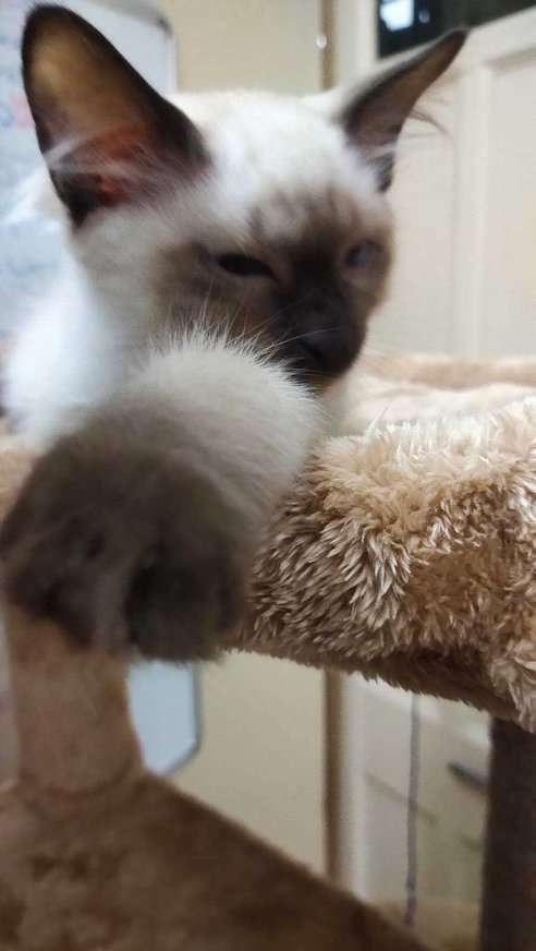 Siamese For Sale In Ahmedabad