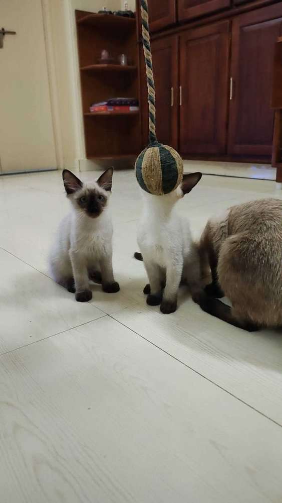 Siamese For Sale In Ahmedabad