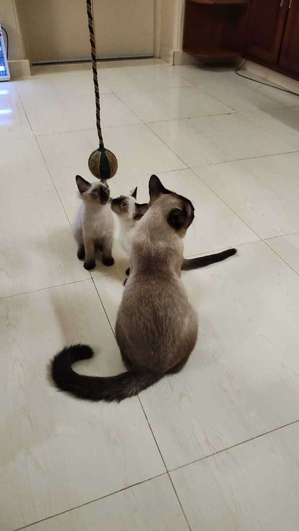 Siamese For Sale In Jaipur
